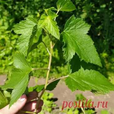 Летний способ размножения черной смородины. Урожай черной смородину уже… | Виктория Радзевская - Дачные секреты | Дзен