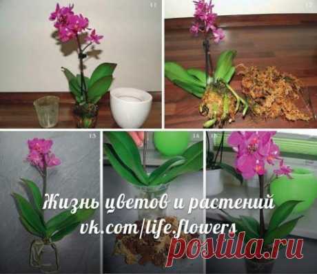 Пересадка мини фаленопсиса. ИНСТРУКЦИЯ.