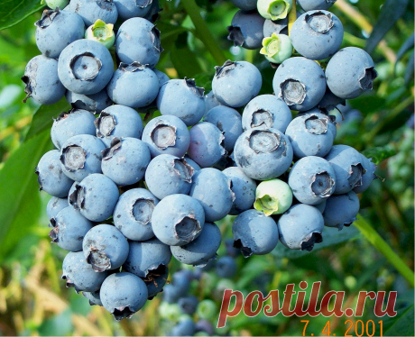 How to Grow Blueberries - The Homestead Garden | The Homestead Garden