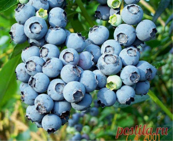 How to Grow Blueberries - The Homestead Garden | The Homestead Garden
