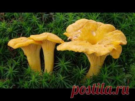 Грибы съедобные и несъедобные // Утро на 5