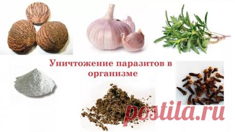 ОДНО РАСТЕНИЕ — И ГЛИСТЫ ДОХНУТ, КАК МУХИ! ЛУЧШЕЕ НАТУРАЛЬНОЕ СРЕДСТВО ОТ ПАРАЗИТОВ!

Завтрак, обед и ужин — это основное лекарство против любой болезни, включая болезни от паразитов.

При вскрытии человека после его смерти в кишечнике ползают и роятся полчища глистов: острицы, аскариды, бычий цепень, свиной цепень, описторхи, и целая армада глистов, которых мы вообще никогда не видели, после смерти они выползают буквально изо всех отверстий — так говорят врачи — патологоа...
