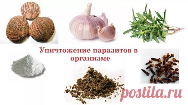 ОДНО РАСТЕНИЕ — И ГЛИСТЫ ДОХНУТ, КАК МУХИ! ЛУЧШЕЕ НАТУРАЛЬНОЕ СРЕДСТВО ОТ ПАРАЗИТОВ!

Завтрак, обед и ужин — это основное лекарство против любой болезни, включая болезни от паразитов.

При вскрытии человека после его смерти в кишечнике ползают и роятся полчища глистов: острицы, аскариды, бычий цепень, свиной цепень, описторхи, и целая армада глистов, которых мы вообще никогда не видели, после смерти они выползают буквально изо всех отверстий — так говорят врачи — патологоа...