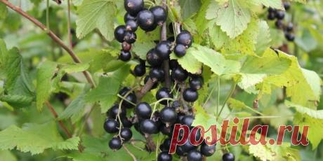 Черная смородина – антивозрастная ягода - Новости здоровья - Антивозрастная косметика представляется нам какой-то волшебной палочкой, которая решит проблему старения, стоит лишь нанести крем на кожу | ТЕЛЕГРАФ