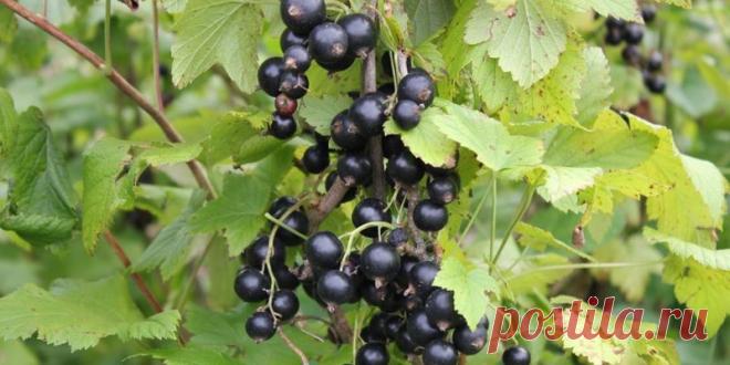 Черная смородина – антивозрастная ягода - Новости здоровья - Антивозрастная косметика представляется нам какой-то волшебной палочкой, которая решит проблему старения, стоит лишь нанести крем на кожу | ТЕЛЕГРАФ