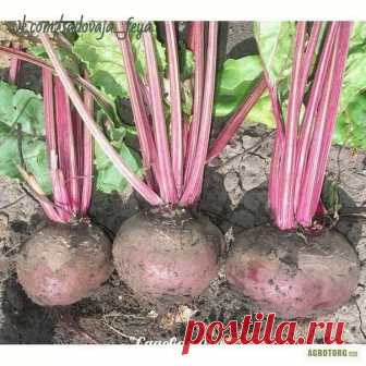 ОШИБКИ ПРИ ВЫРАЩИВАНИИ СВЕКЛЫ. источник САДОВАЯ ФЕЯ - Дача. Сад и Огород

ОШИБКИ ПРИ ВЫРАЩИВАНИИ СВЕКЛЫ. Не торопитесь сеять семена свеклы в грунт. Пусть первыми на грядке взойдут сорняки. Вы их прорыхлите и оставьте на грядке высы…