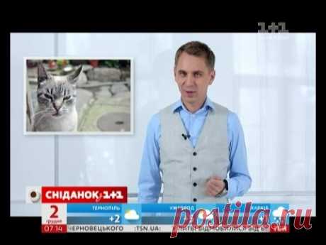 Експрес-урок - Кидатися в очі може лише люте кошеня!