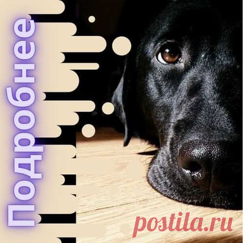 Photo by ООО НПК on June 16, 2021. May be an image of dog and text.