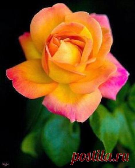 1000+ изображений на тему «Flowers - Roses в Pinterest»
