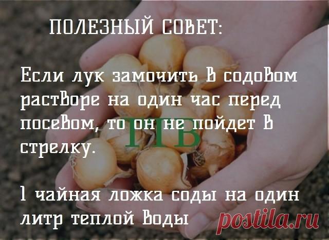 Советы садоводу! ↓↓↓ продолжение темы НИЖЕ ↓↓↓- ЖМИ↓↓↓
#ДачныеХитрости