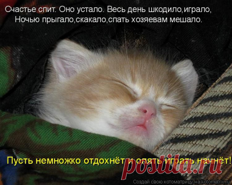 Котоматрица: Счастье спит. Оно устало. Весь день шкодило,играло, Ночью