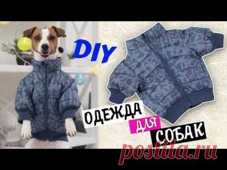 КУРТКА ДЛЯ СОБАК ИЗ ДЕТСКОЙ ОДЕЖДЫ | ОДЕЖДА ДЛЯ СОБАК СВОИМИ РУКАМИ ч. 2 - YouTube