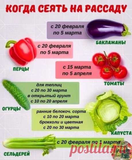 Наш сайт: rassadatula.ru