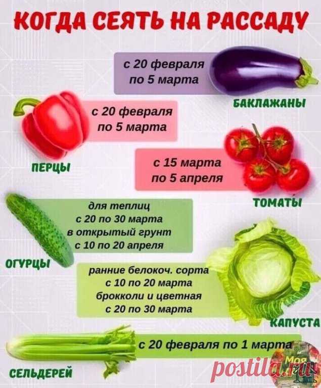 Наш сайт: rassadatula.ru