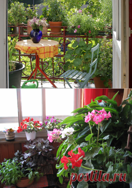 Советы по озеленению балкона - Realty.dmir.ru (Недвижимость и Цены).