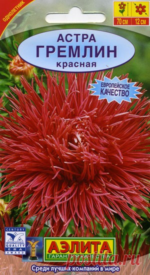 Астра Гремлин красная. Однолетник. Высота растения 70 см. Диаметр соцветия 12 см.