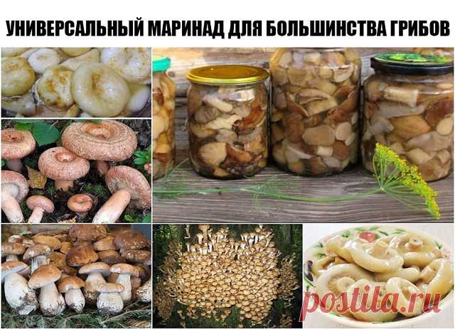 Универсальный маринад для большинства грибов
Грибочки получаются ну очень вкусными!

Ингредиенты:
- 1 литр воды,
- 50 г сахара,
- 4 ч. ложки соли,
- 3 лавровых листа,
- 4 гвоздики,
- 6 горошин душистого перца,
- 3 ч. ложки 70% уксусной эссенции (или 9% в большем количестве)

Приготовление:
1. В емкость для варки маринада влить воду, добавить специи (можно добавить и те, которые вы любите больше, например немного корицы), соль и сахар. Кипятить около трех минут, далее, влит...