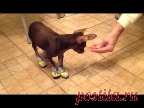 Собака учится ходить в обуви! The dog learns to walk in the shoes!