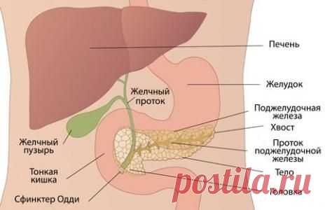 Народные средства для лечения поджелудочной железы