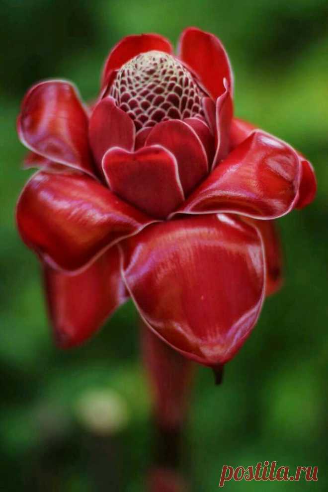 Я люблю ✿ ЦВЕТЫ ✿ | I ♥ Flowers