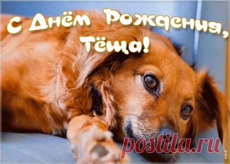 Открытка с днем рождения теще с песиком - отправить бесплатно прямо сейчас. Оригинальная анимационная открытка с днем рождения любимой тещи.