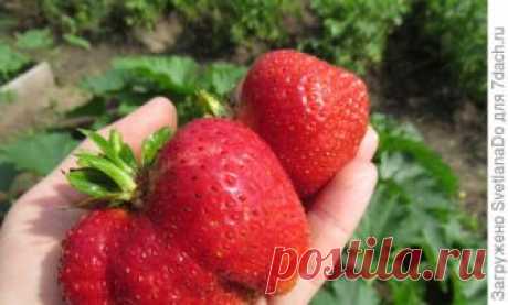 Несекретный секретик укоренения клубничных усов