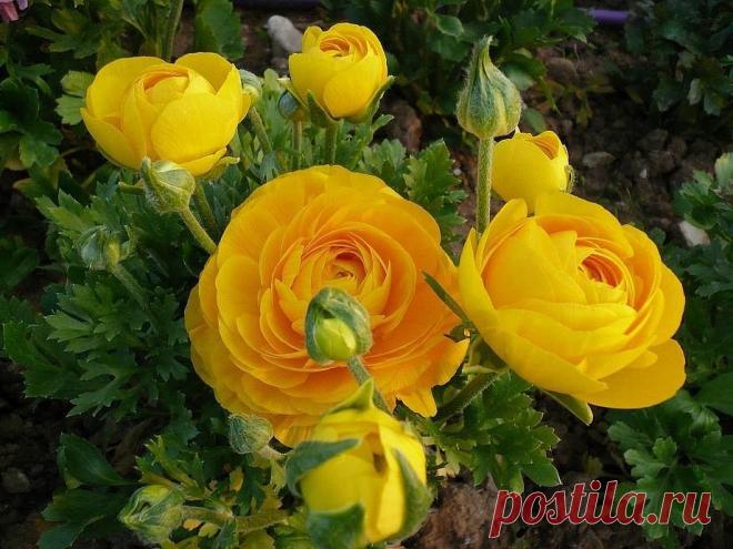 (3) Одноклассники лютик азиатский