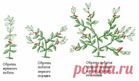 Формирование фуксии в пышный кустик