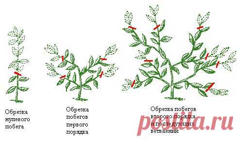 Формирование фуксии в пышный кустик