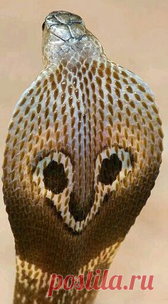 (2994) Pinterest