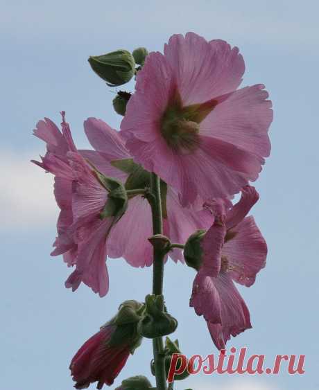 Мальва.
