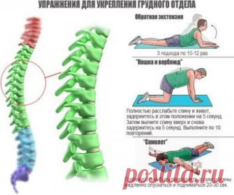 Упражнения для укрепления позвоночника