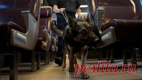 Собаки-ищейки помогут выявлять больных малярией | Здоровье