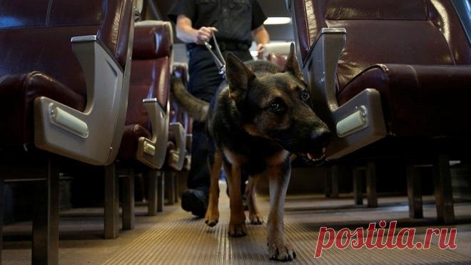 Собаки-ищейки помогут выявлять больных малярией | Здоровье