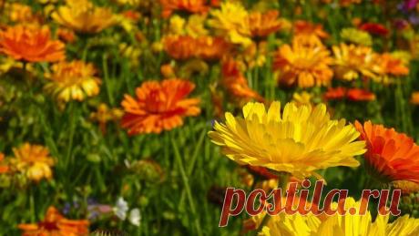 Бесплатная Фотография: Ноготки, Цветы, Blütenmeer - Бесплатное изображение на Pixabay - 555811