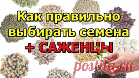 Советы как правильно выбрать семена и саженцы