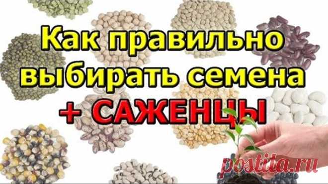Советы как правильно выбрать семена и саженцы
