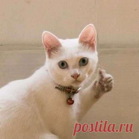 Выпуск №6141 - выпуск анекдотов сайта вокруг смеха
