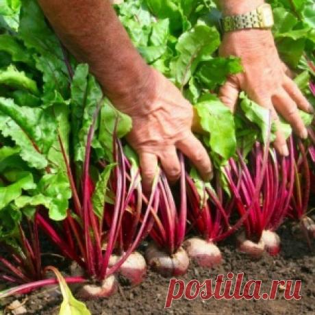 Засуньте ватный шарик себе в пупок — и уйдут кашель, простуда и менструальные боли! - МирТесен