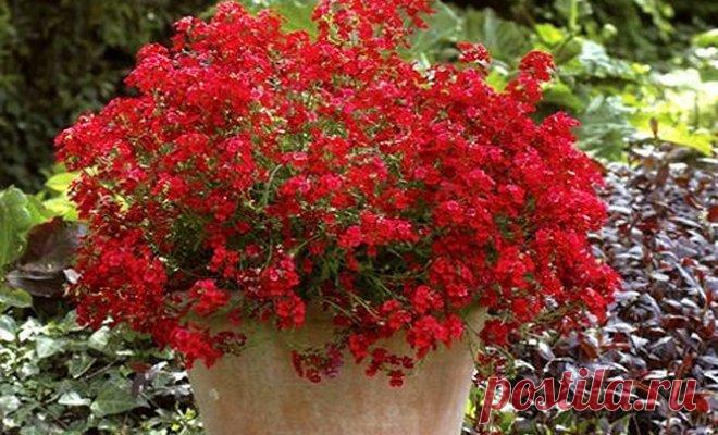 15 однолетников с красными цветками -Немезия