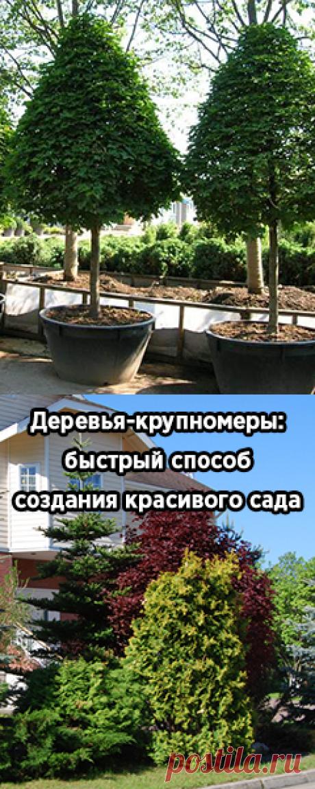 Деревья-крупномеры – правильная выкопка, посадка и уход