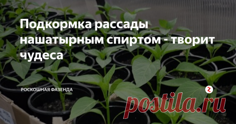 Подкормка рассады нашатырным спиртом - творит чудеса Выращивая рассаду, перед каждым дачником встает вопрос, чем ее подкормить, чтобы растение развило мощную корневую систему и имело сильную иммунную систему.