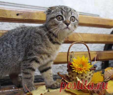 Кошки тоже любят цветы, как и мы!