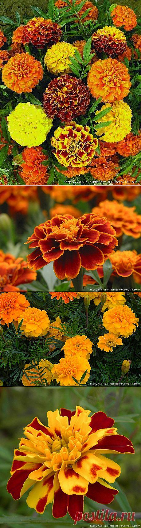 Бархатцы - сеем везде..