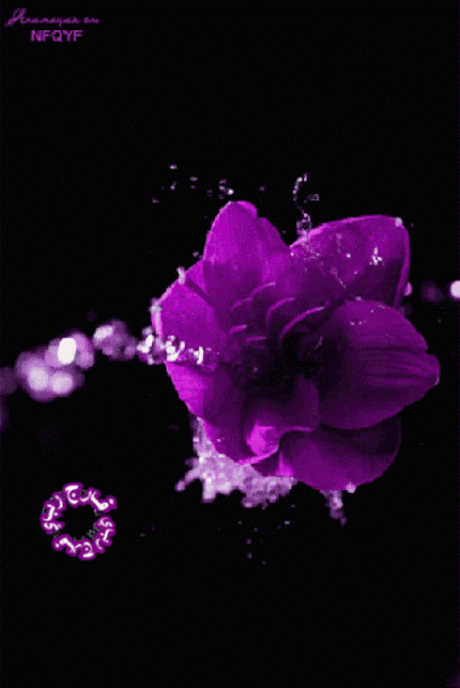 ЖИВЫЕ ФОТОГРАФИИ. AMAZING GIF – Google+