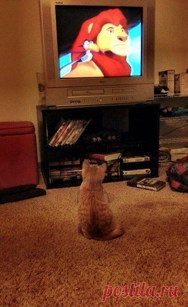 Минутка умиления. / Взлом логики