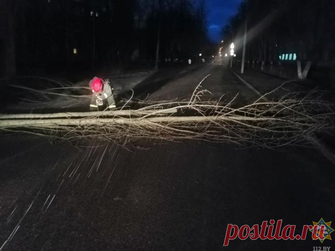 В Витебской области ночная буря валила деревья. Без света остались почти 300 населенных пунктов - grodno24.ru