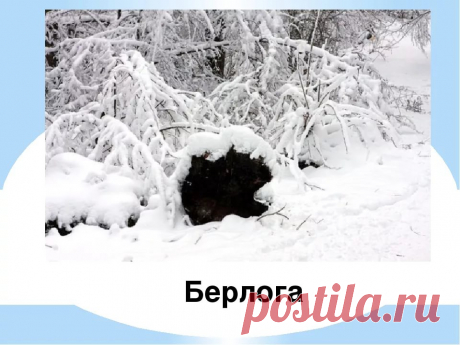 медведь зимой фото в берлоге — Яндекс: нашлось 7 млн результатов
