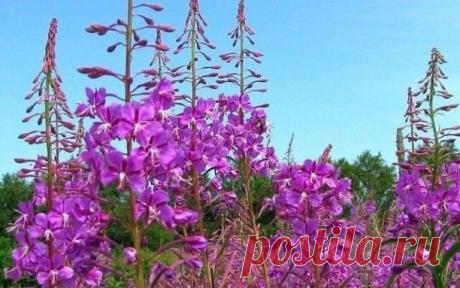 Заготовка Иван-чая 

===================== 

В 19 веке Копорский чай или Иван-чай поставлялся русскими купцами на экспорт в Европу в огромных количествах и очень высоко в Европе ценился. Да и наши пра-прадедушки и прабабушки сидя за столом с самоваром, наверняка пили не черный индийский, а этот замечательный, исконно русский чай. Захотелось возродить традицию приготовления Копорского чая, и вот, решив попробовать приготовить чай своими руками, хочу поделиться своим способо...