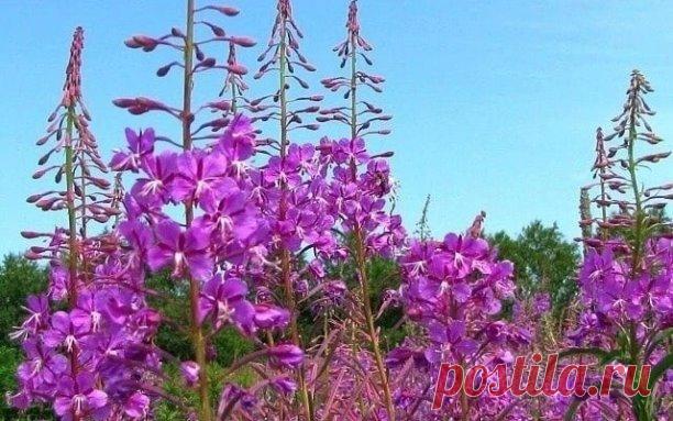 Заготовка Иван-чая 

===================== 

В 19 веке Копорский чай или Иван-чай поставлялся русскими купцами на экспорт в Европу в огромных количествах и очень высоко в Европе ценился. Да и наши пра-прадедушки и прабабушки сидя за столом с самоваром, наверняка пили не черный индийский, а этот замечательный, исконно русский чай. Захотелось возродить традицию приготовления Копорского чая, и вот, решив попробовать приготовить чай своими руками, хочу поделиться своим способо...